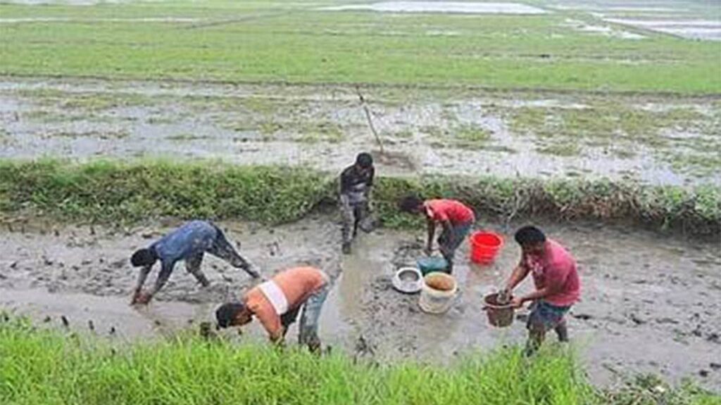 তাড়াশে ফসলের মাঠগুলোতে ছোট মাছ ধরার মহাউৎসব