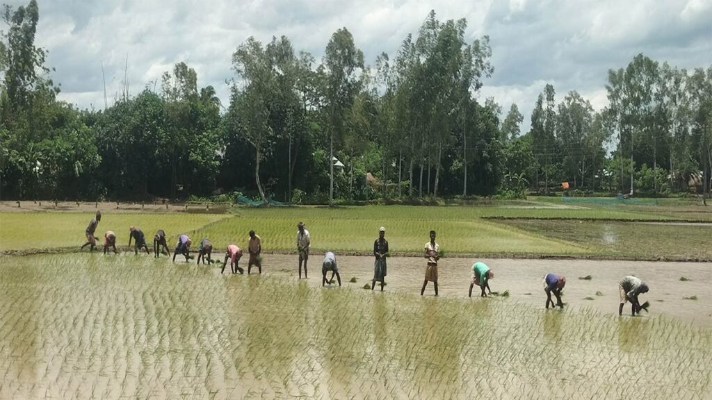 সিরাজগঞ্জে চলতি আমন মৌসুমে চারা রোপণে ব্যস্ত প্রান্তিক কৃষকেরা