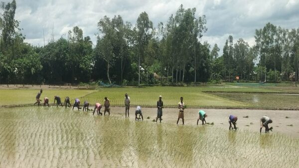 সিরাজগঞ্জে চলতি আমন মৌসুমে চারা রোপণে ব্যস্ত প্রান্তিক কৃষকেরা