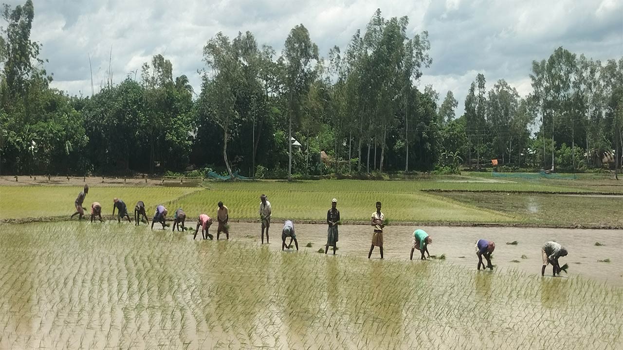 সিরাজগঞ্জে ২ অক্টোবর পর্যন্ত কৃষি আবহাওয়া বার্তা