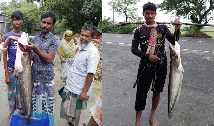 চলনবিলের মাছ