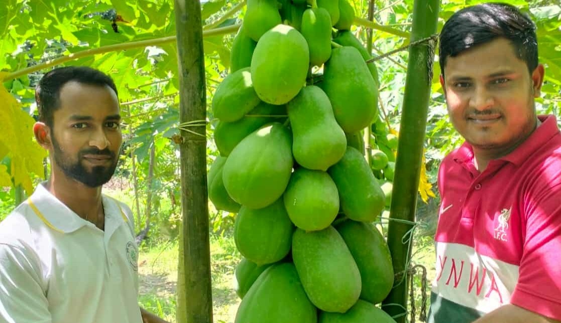 সিরাজগঞ্জে পেঁপে চাষের সাফল্যে স্বচ্ছলতায় কৃষক রাসেল