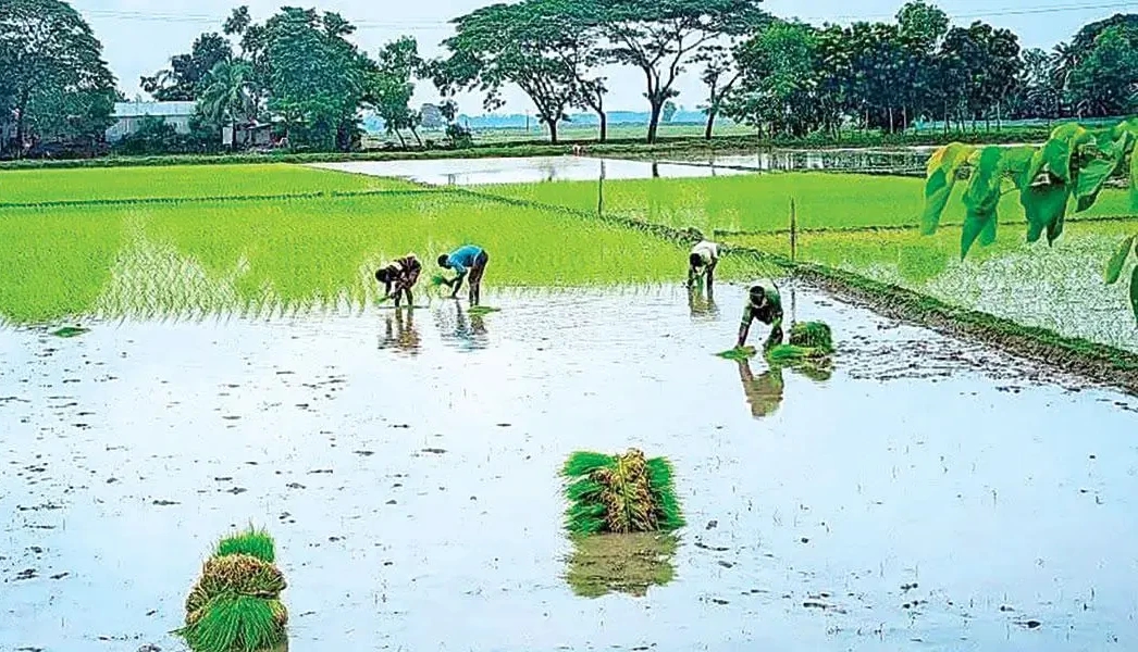 সিরাজগঞ্জ জেলায় কৃষি আবহাওয়াতে ১৪ আগস্ট পর্যন্ত সতর্কতা ও করণীয়
