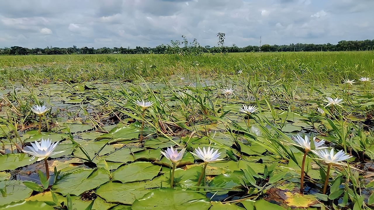 হাটিকুমরুলের ‘গাঁড়া বিল’র শাপলা ফুল টানছে পর্যটকদের