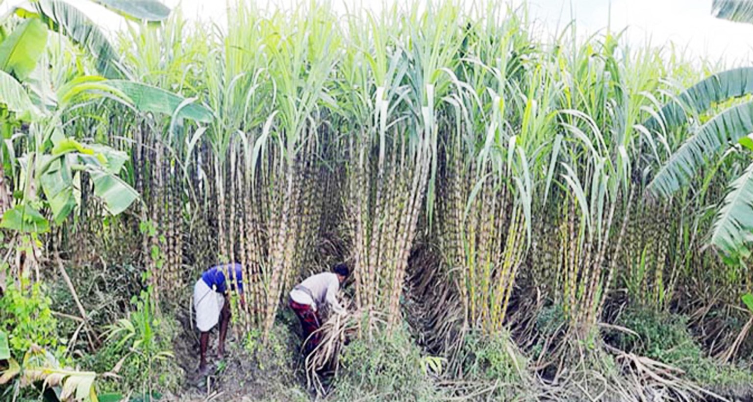 সিরাজগঞ্জে আখের বাম্পার ফলন, কৃষকের মুখে হাসি