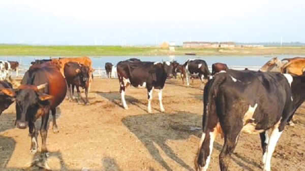 গো-চারণ ভূমি