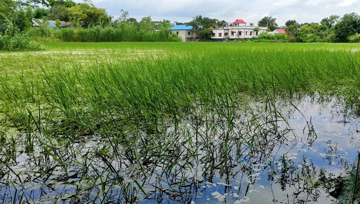 পানি বৃদ্ধিতে কৃষক সমস্যায়