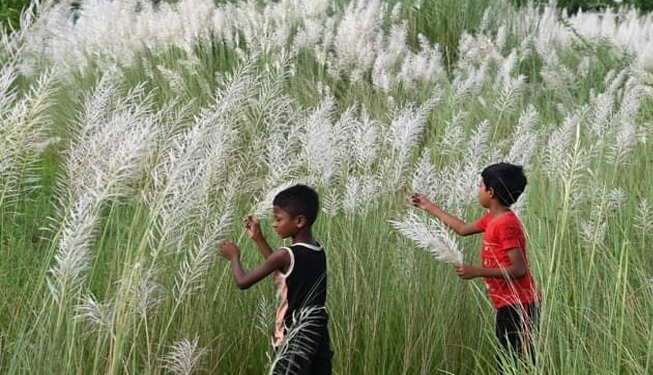 যমুনার পাড়ে কাশফুলের সাদা সম্রাজ্য