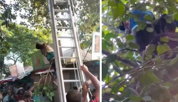 বটগাছে নাইটগার্ড