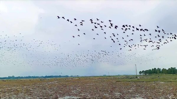চলনবিলে অতিথি পাখি