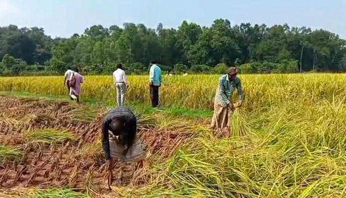 সিরাজগঞ্জে আমন ধান কাটা শুরু
