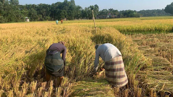 সিরাজগঞ্জে আমন ধান কাটা শুরু