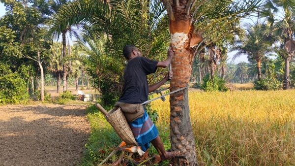 সিরাজগঞ্জে খেজুরের রস