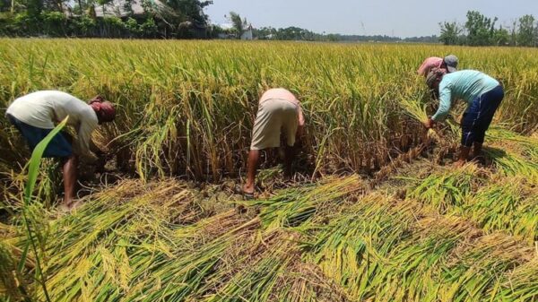 সিরাজগঞ্জে আমন চাষাবাদে বাম্পার ফলন