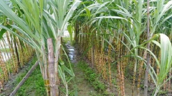 সিরাজগঞ্জে আখ চাষে বাম্পার ফলন