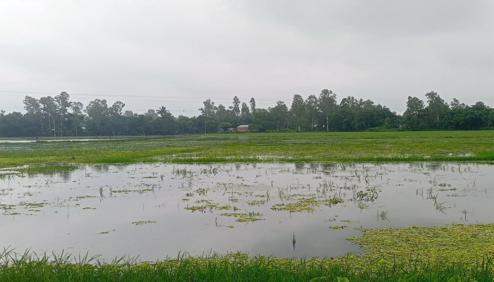 রায়গঞ্জে জলাবদ্ধতা