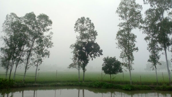 সিরাজগঞ্জে রাতে ঠান্ডা ও সকালে কুয়াশা