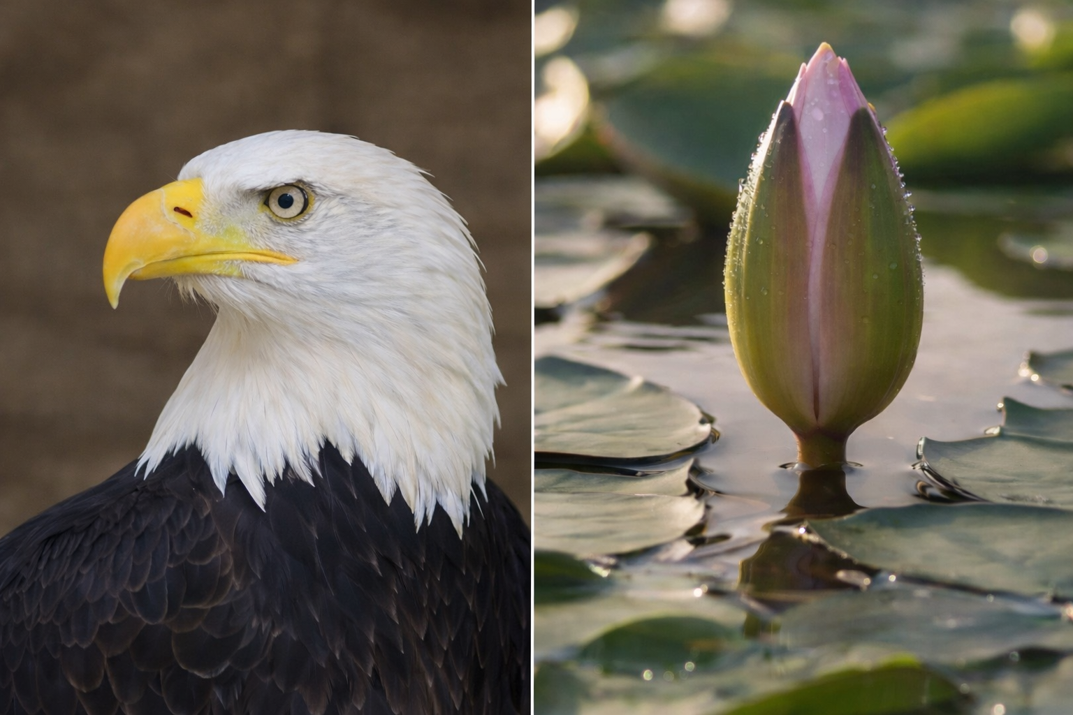 শাহজাদপুর আসনে জামায়াত জোটের দুই দল মুখোমুখি