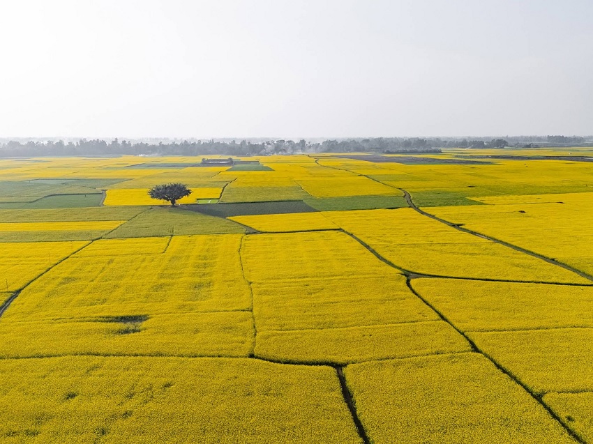 সরিষা ফুলে ভরপুর