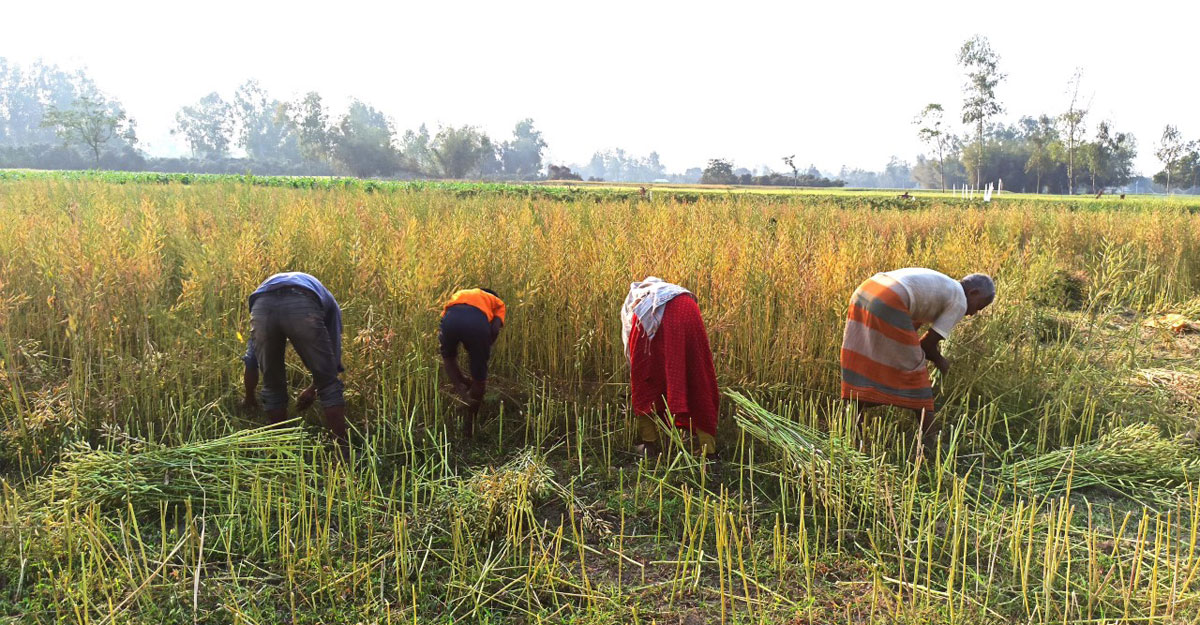 চলনবিলের উর্বরতায় সরিষায় টানা শীর্ষে সিরাজগঞ্জ