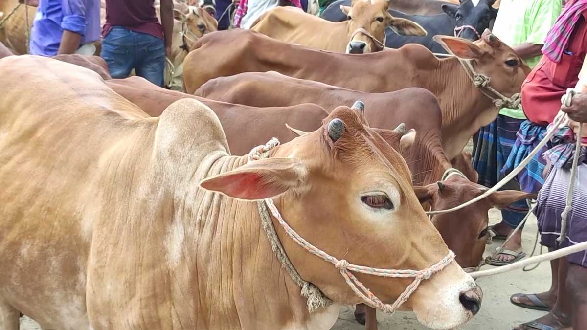 সিরাজগঞ্জে কোরবানির জন্য প্রস্তুত ৬ লাখের বেশি গবাদি পশু