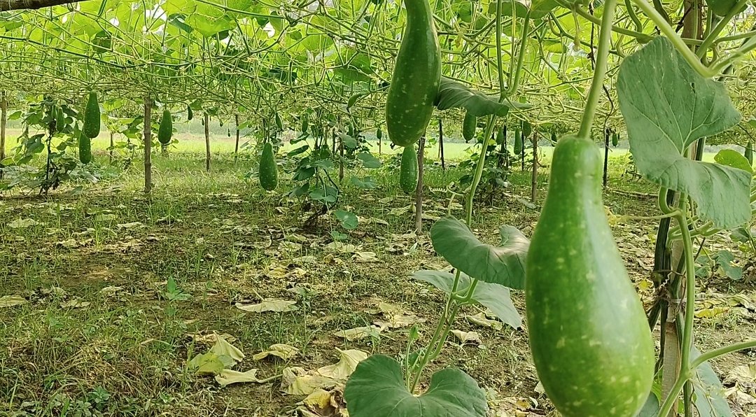 সিরাজগঞ্জে লাউয়ের বাম্পার ফলন, কৃষিতে স্বস্তি